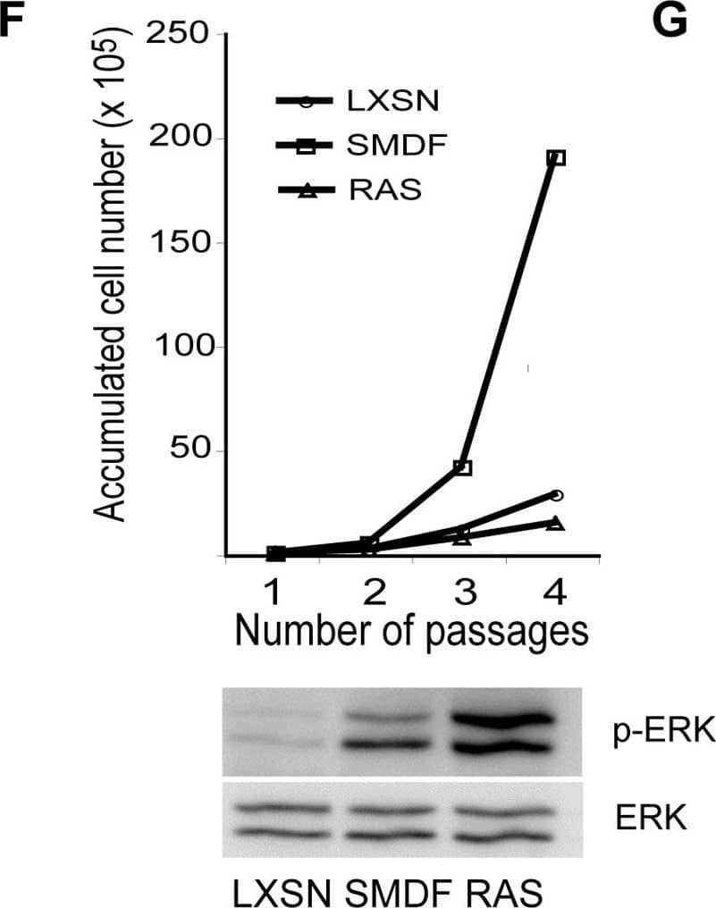 Detection of Neuregulin-1 Isoform SMDF by Western Blot