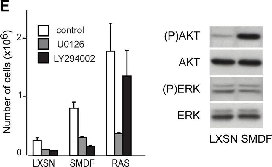 Detection of Neuregulin-1 Isoform SMDF by Western Blot