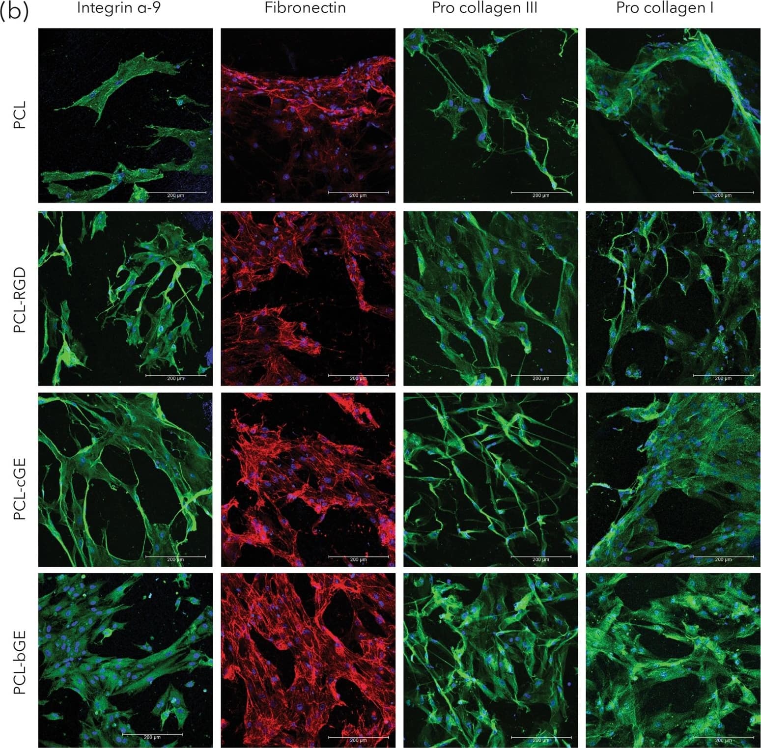 Detection of Human Integrin alpha 9 by Immunocytochemistry/Immunofluorescence