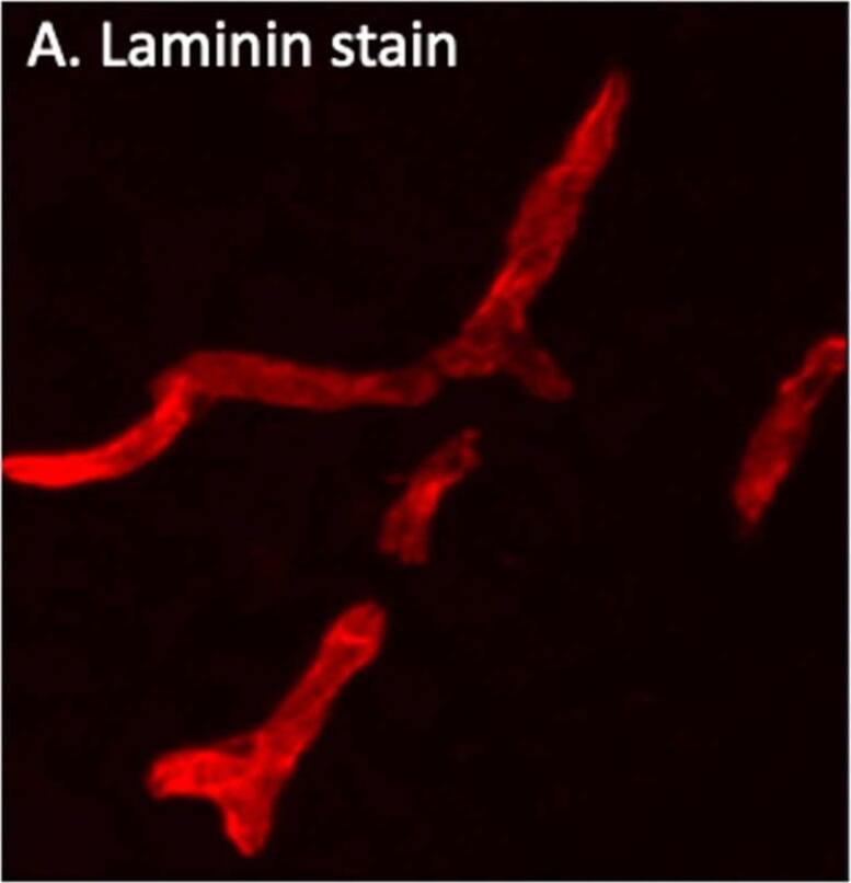 Detection of Mouse Laminin alpha 4 by Immunohistochemistry