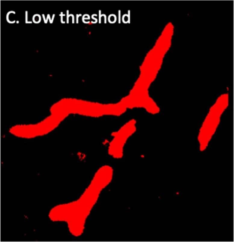 Detection of Mouse Laminin alpha 4 by Immunohistochemistry