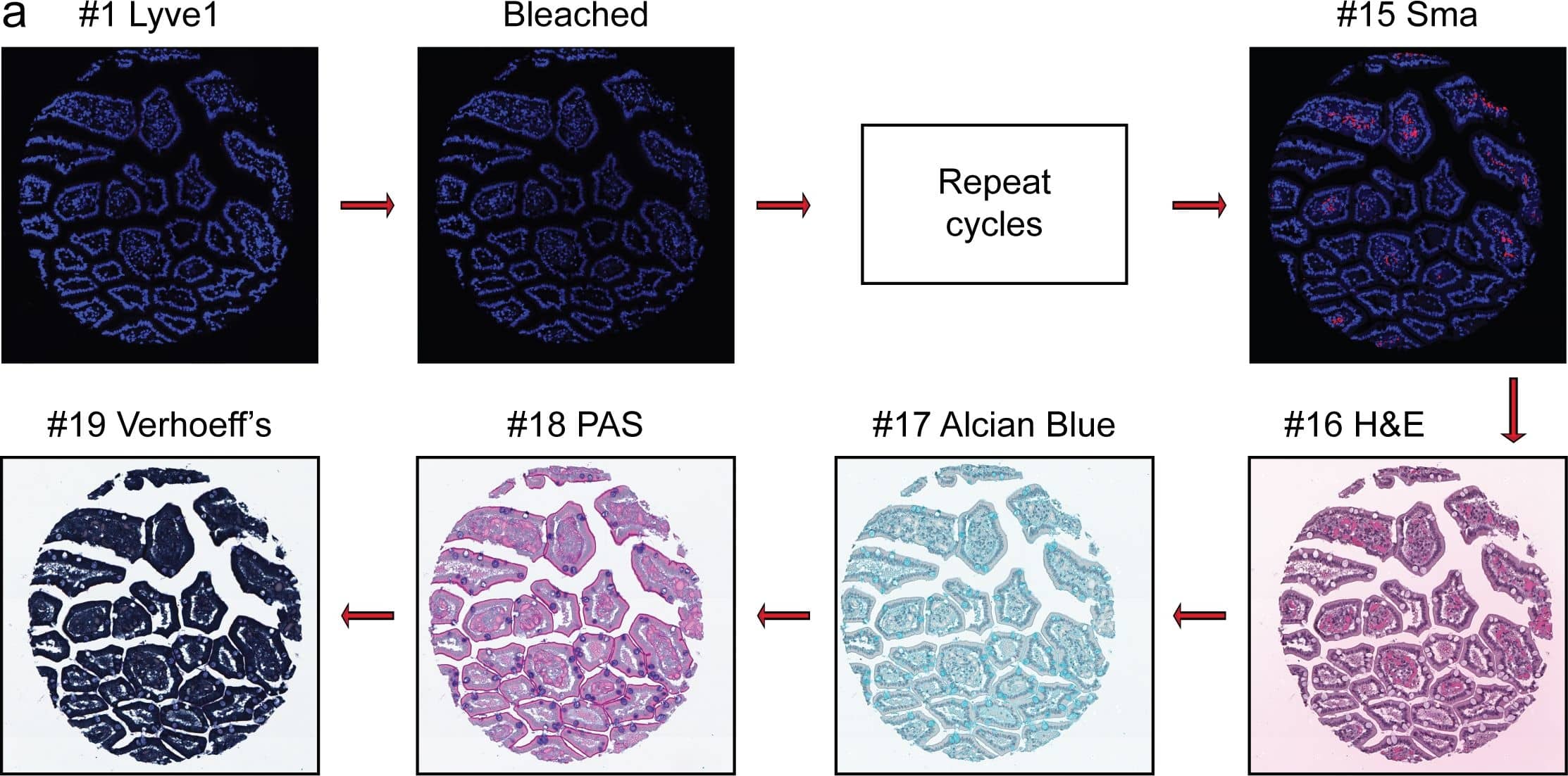 Detection of Human Desmin by Immunocytochemistry/Immunofluorescence