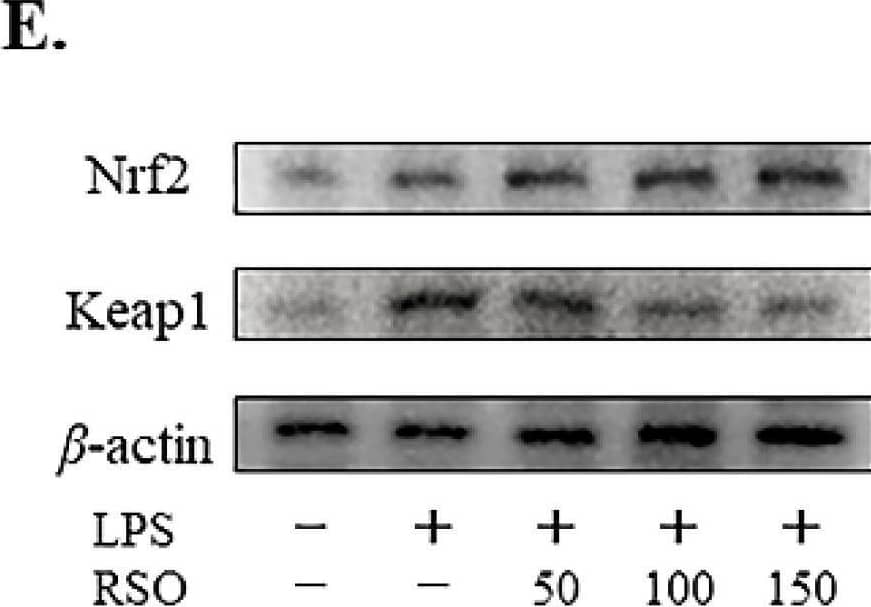 Detection of Nrf2 by Western Blot