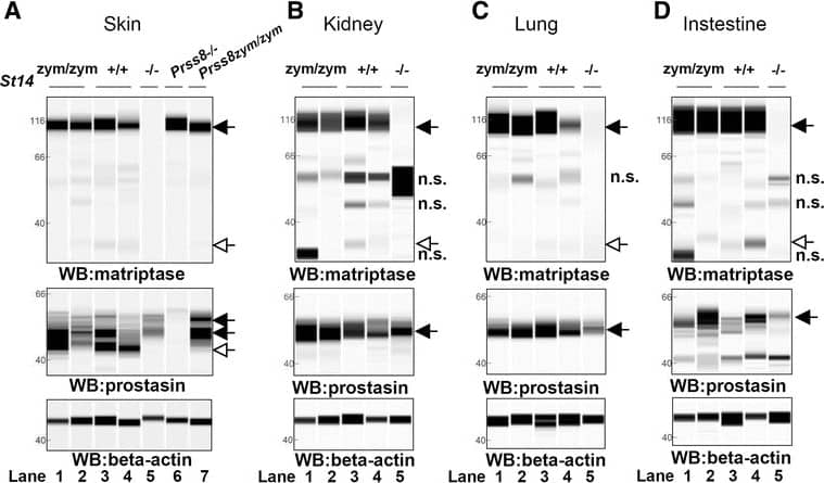 Detection of Mouse Matriptase/ST14 by Simple Western