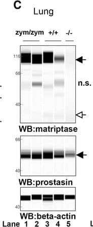 Detection of Mouse Matriptase/ST14 by Simple Western