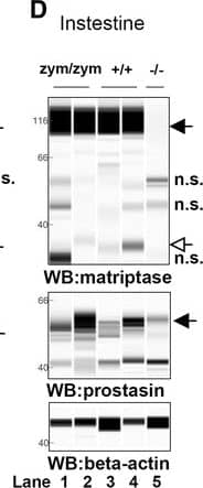 Detection of Mouse Matriptase/ST14 by Simple Western