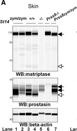 Detection of Mouse Matriptase/ST14 by Simple Western
