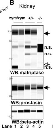 Detection of Mouse Matriptase/ST14 by Simple Western
