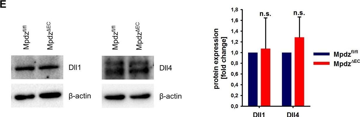 Detection of Mouse DLL1 by Western Blot