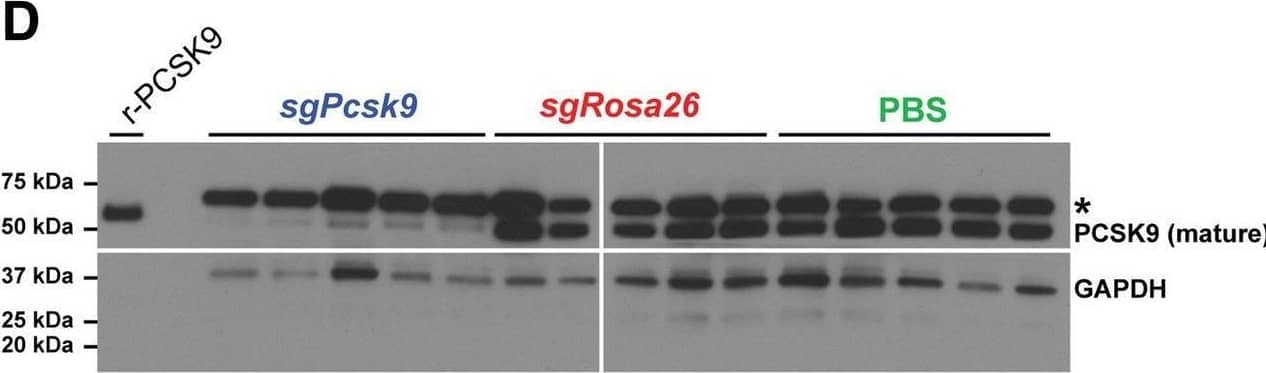 Detection of Proprotein Convertase 9/PCSK9 by Western Blot