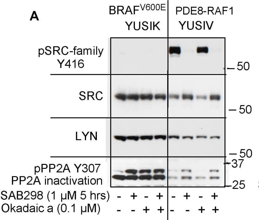 Detection of Phospho-PP2A (Y307), Catalytic Subunit by Western Blot