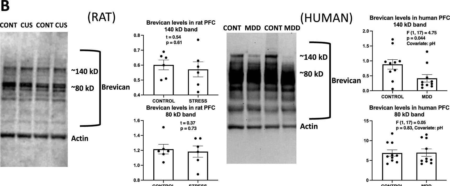 Detection of Brevican by Western Blot