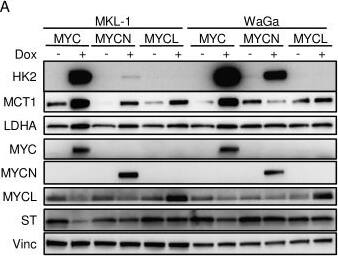 Detection of Human MYCL1/L‑Myc by Western Blot