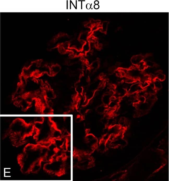 Detection of Canine Integrin alpha 8 by Immunocytochemistry/Immunofluorescence