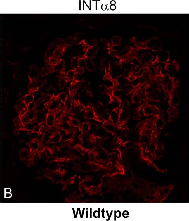 Detection of Canine Integrin alpha 8 by Immunocytochemistry/Immunofluorescence