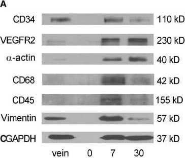 Detection of Rat CD34 by Western Blot