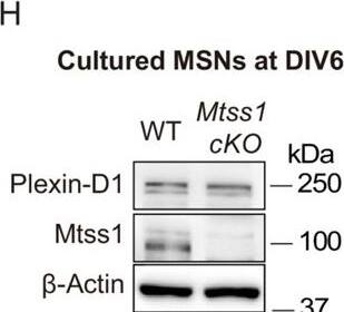 Detection of Plexin D1 by Western Blot