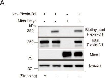 Detection of Plexin D1 by Western Blot