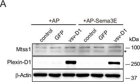 Detection of Plexin D1 by Western Blot