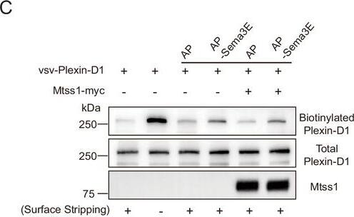Detection of Plexin D1 by Western Blot