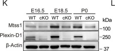 Detection of Mouse Plexin D1 by Western Blot