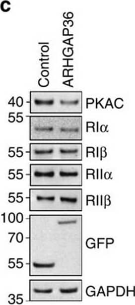 Detection of PKA RI beta by Western Blot