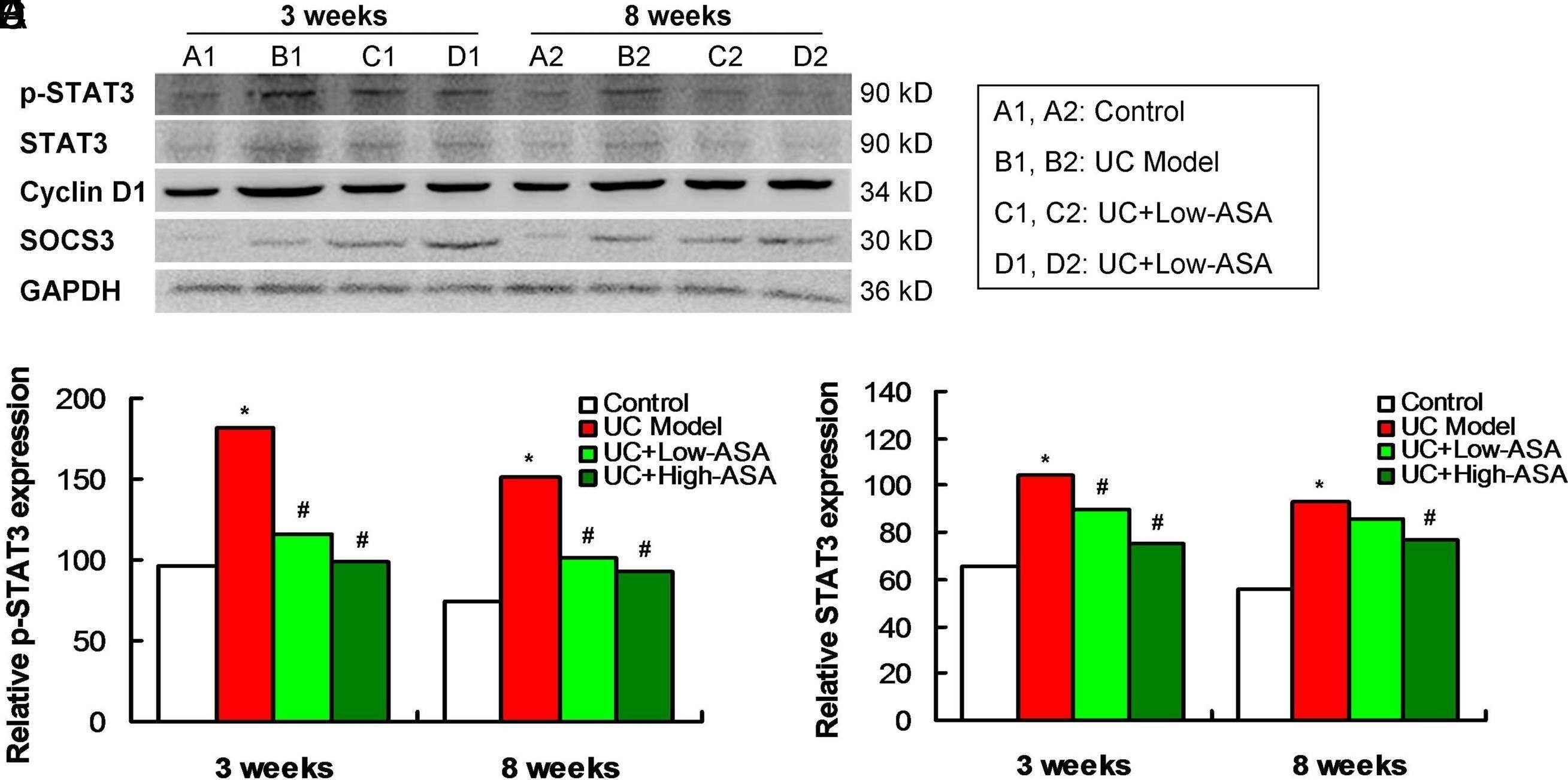 Detection of Cyclin D1/D2 by Western Blot