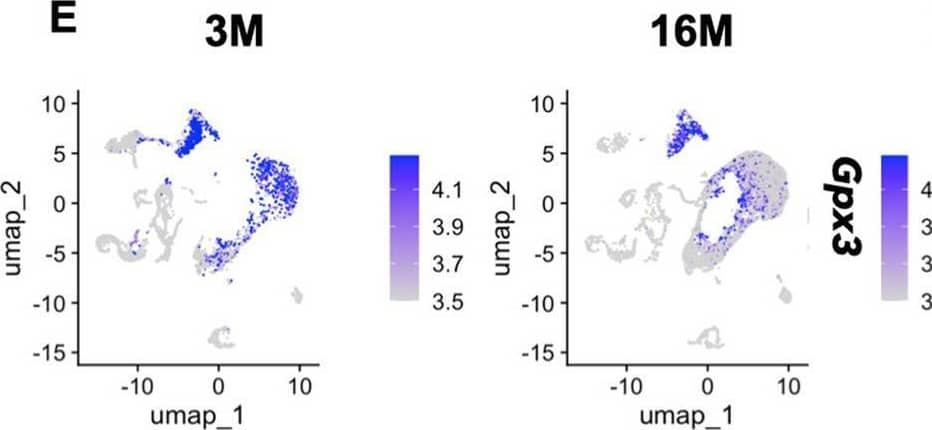 Detection of Glutathione Peroxidase 3/GPX3 by Flow Cytometry