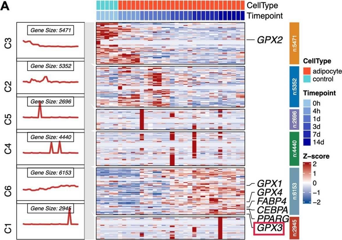 Detection of Glutathione Peroxidase 3/GPX3 by Immunohistochemistry