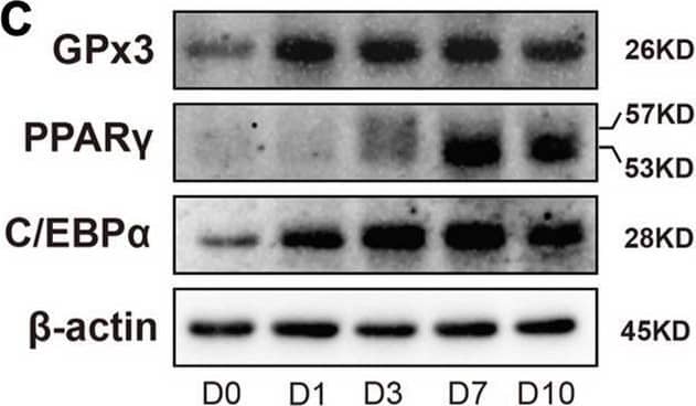 Detection of Glutathione Peroxidase 3/GPX3 by Western Blot