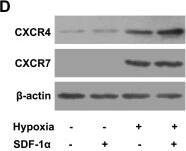 Detection of Mouse CXCR7/RDC-1 by Western Blot