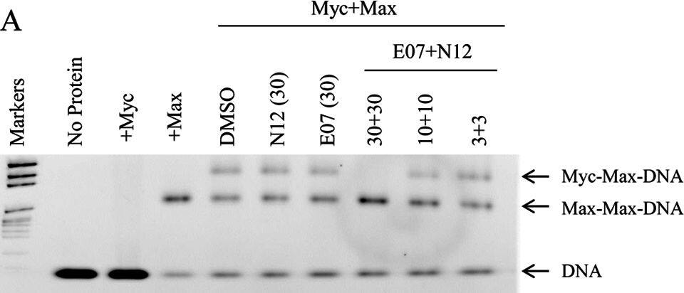Detection of Human Max by Western Blot