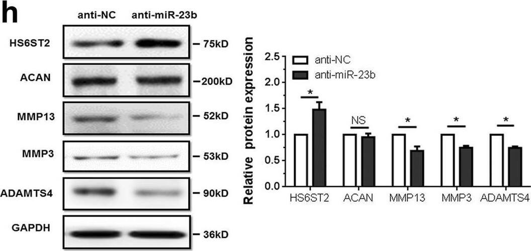 Detection of ADAMTS4 by Western Blot