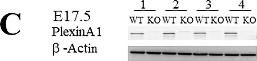 Detection of Mouse Plexin A1 by Western Blot
