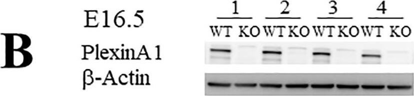 Detection of Mouse Plexin A1 by Western Blot