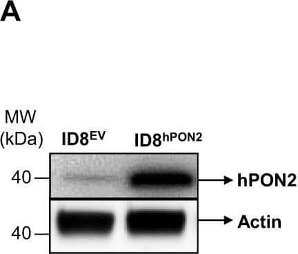 Detection of PON2 by Western Blot