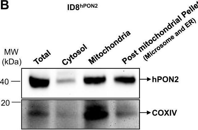 Detection of PON2 by Western Blot
