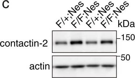 Detection of Mouse Human/Mouse/Rat Contactin-2/TAG1 Antibody by Western Blot