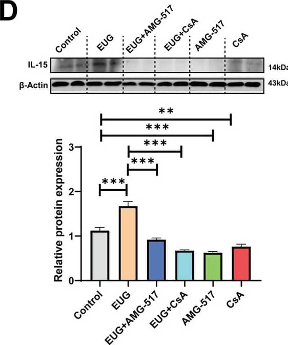Detection of Mouse IL-15 by Western Blot