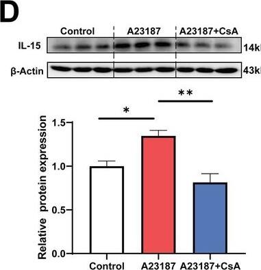Detection of Mouse IL-15 by Western Blot