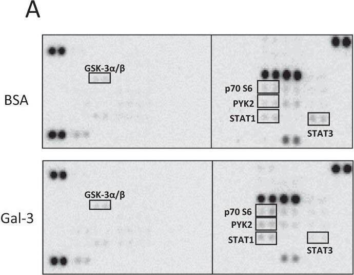 Detection of PYK2/FAK2 by Western Blot