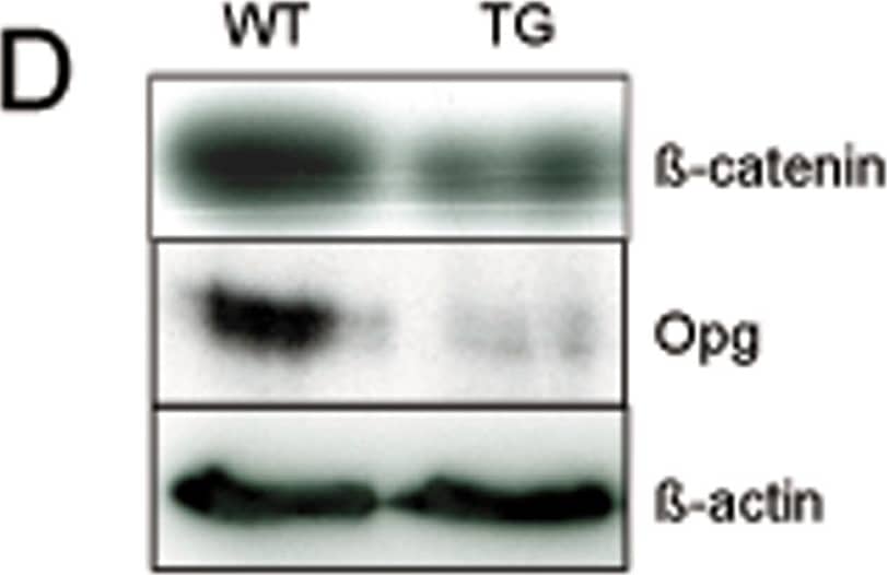 Detection of Mouse Osteoprotegerin/TNFRSF11B by Western Blot