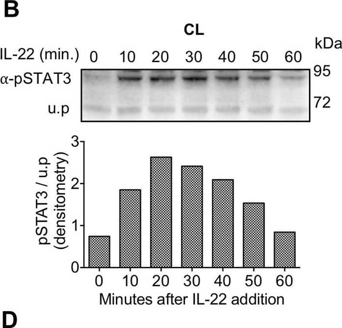 Detection of Human STAT3 by Western Blot
