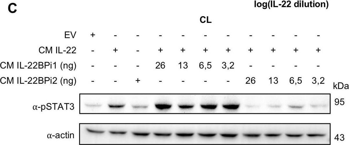 Detection of Human STAT3 by Western Blot