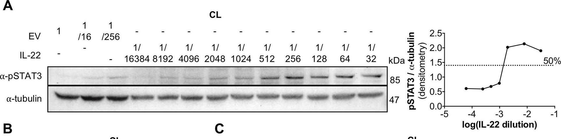Detection of Human STAT3 by Western Blot