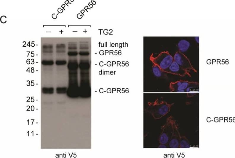 Detection of GPR56 by Immunocytochemistry/ Immunofluorescence