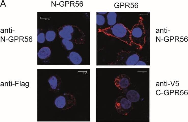 Detection of GPR56 by Immunocytochemistry/ Immunofluorescence