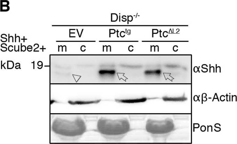Detection of Sonic Hedgehog/Shh N-Terminus by Western Blot