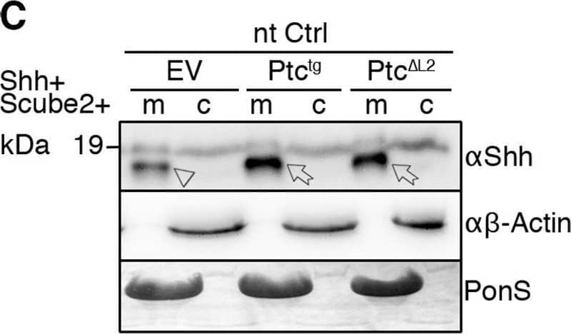 Detection of Sonic Hedgehog/Shh N-Terminus by Western Blot
