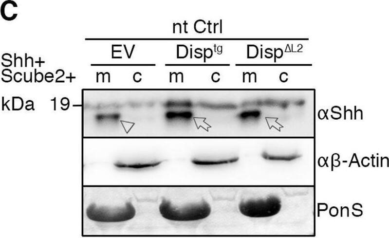 Detection of Sonic Hedgehog/Shh N-Terminus by Western Blot